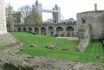 PICTURES/Tower of London/t_Tower Raven Cage.JPG